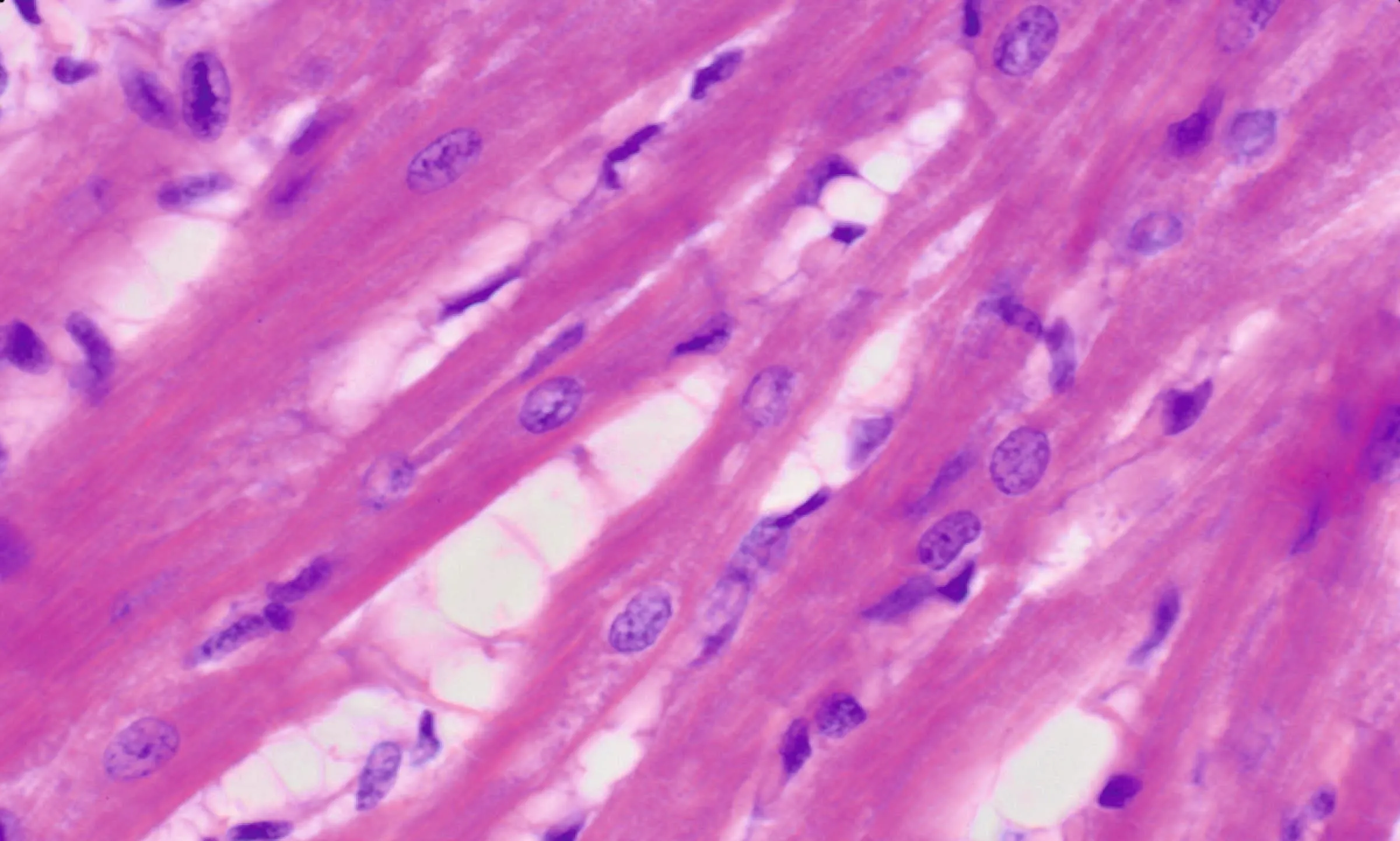 Cardiac Muscle Fibers Microscope Slide